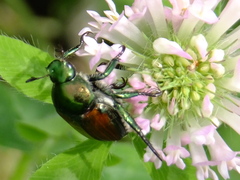 Popillia japonica