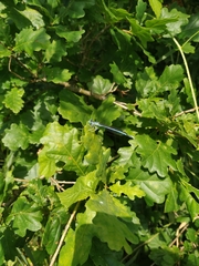 Platycnemis pennipes