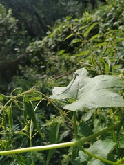 Platycnemis pennipes