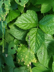 Platycnemis pennipes