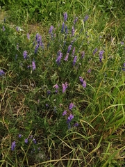 Vicia cracca