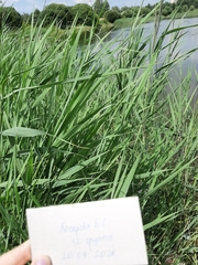 Phragmites australis