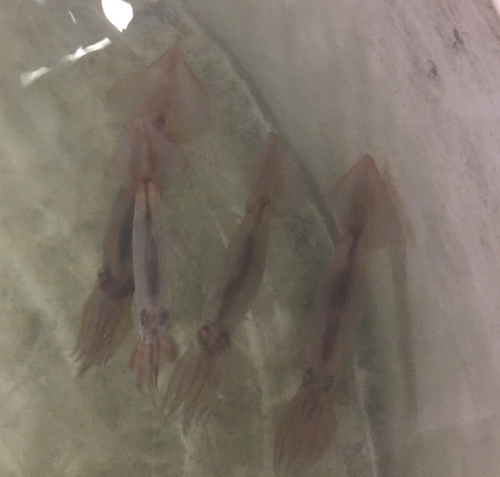 Northern Shortfin Squid