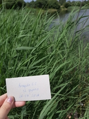 Phragmites australis