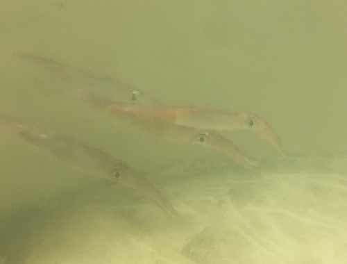 Northern Shortfin Squid