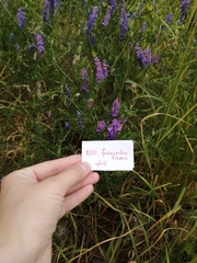 Vicia cracca