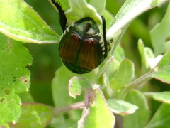 Popillia japonica