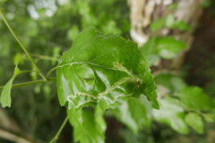 Agromyza alnibetulae