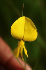 Crotalaria lutescens