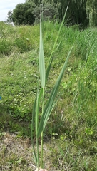 Phragmites australis