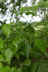 Agromyza alnibetulae