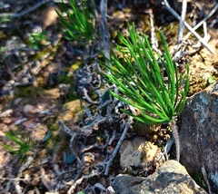 Eriospermum proliferum