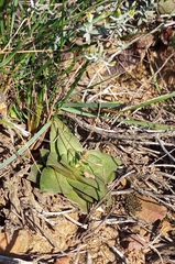 Crassula montana