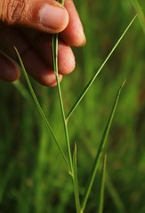 Crotalaria lutescens