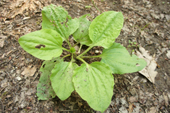 Plantago major