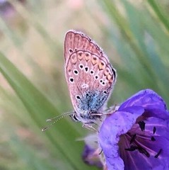 Polyommatus amandus