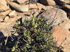 Euryops subcarnosus