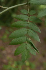 Lyonetia clerkella