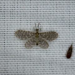 Nallachius americanus