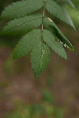 Lyonetia clerkella