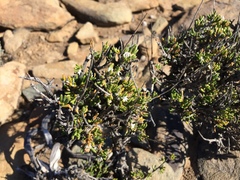 Euryops subcarnosus