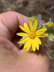 Heterotheca fulciens