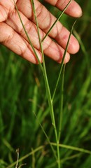 Crotalaria lutescens