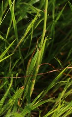 Crotalaria lutescens