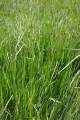 Plantago altissima