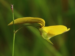 Crotalaria lutescens