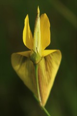 Crotalaria lutescens
