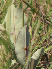 Lopesia parinarii
