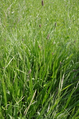 Plantago altissima