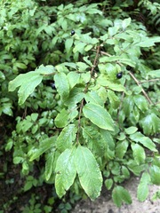 Lonicera nigra