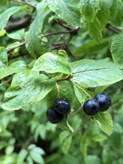 Lonicera nigra