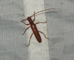 Psyrassa unicolor
