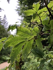 Lonicera nigra