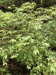Lonicera nigra