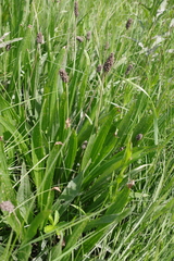 Plantago altissima