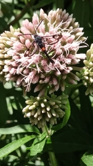 Synanthedon myopaeformis