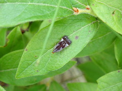 Dichomeris ochripalpella