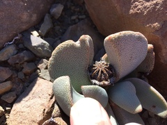 Pleiospilos compactus