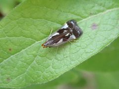 Dichomeris ochripalpella