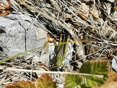 Stenobothrus rubicundulus