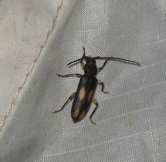 Tylonotus bimaculatus