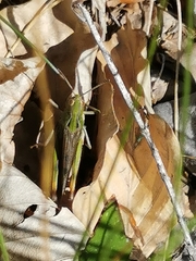 Stenobothrus rubicundulus