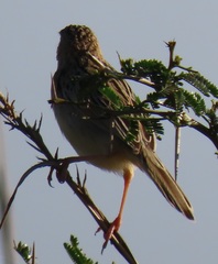 Cisticola natalensis