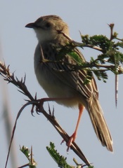 Cisticola natalensis