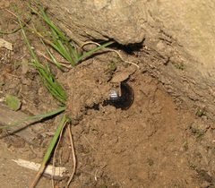 Xyloryctes jamaicensis