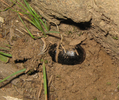 Xyloryctes jamaicensis